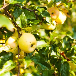 Jabloň domáca (Malus domestica) ´GOLDEN DELICIOUS´ - zimná, výška 160-200 cm, obvod kmeňa 4/6 cm, kont. C6L 